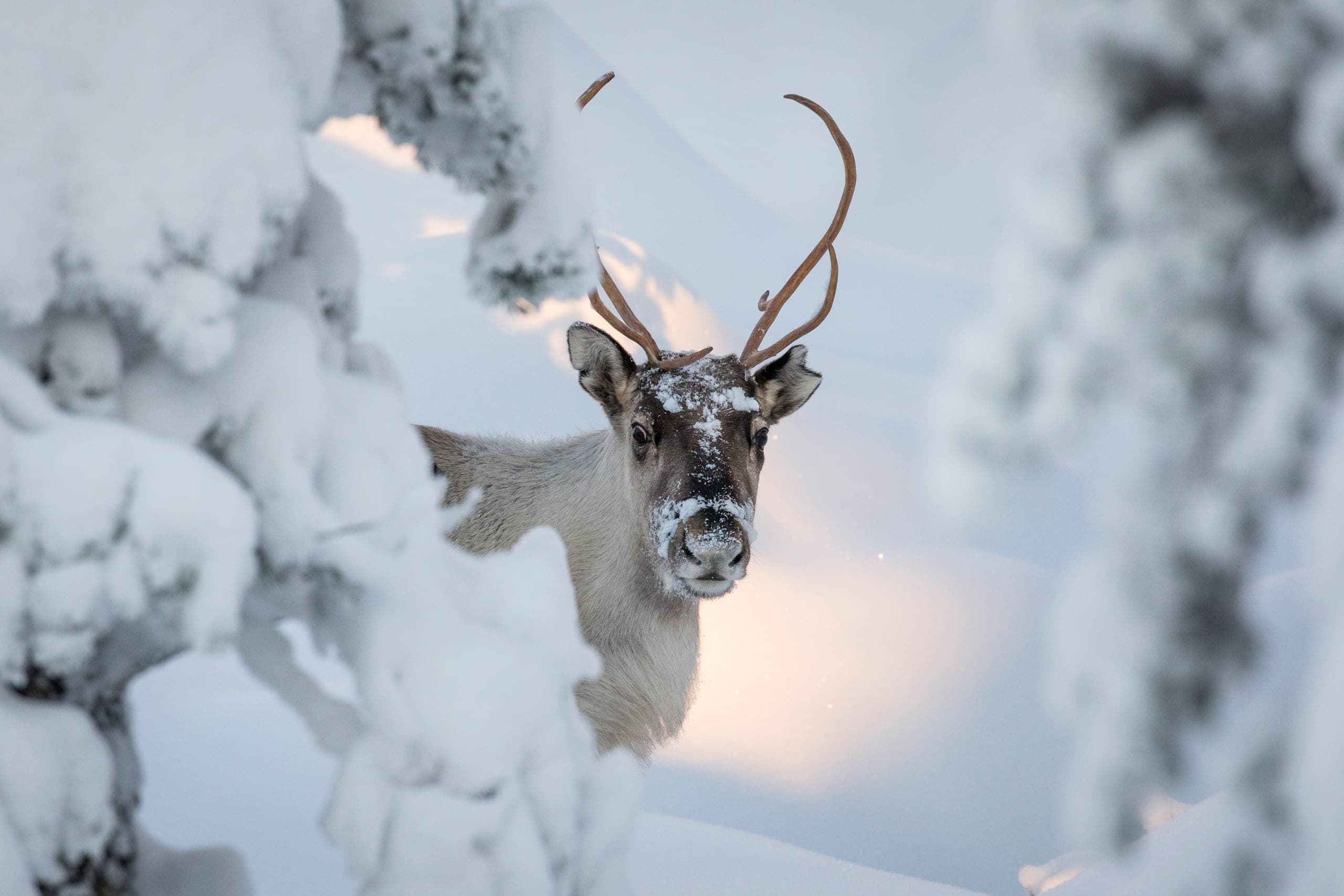 Lapland Christmas