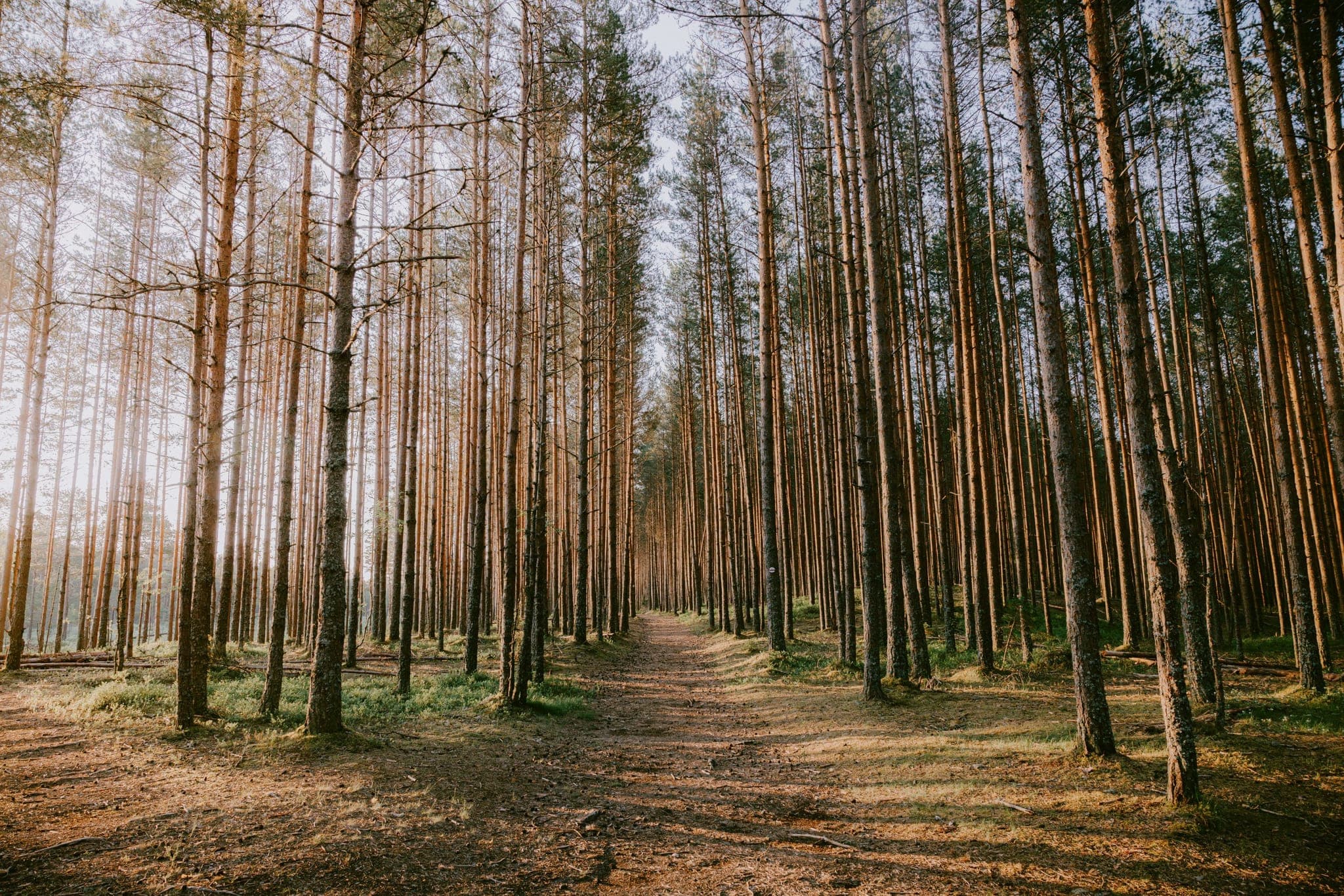 W rakietach śnieżnych na torfowisko